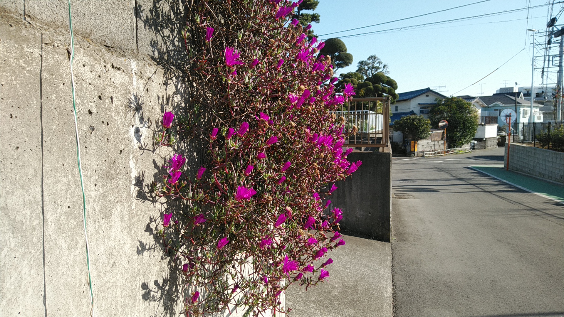 20190124  DSC_0001.jpg.jpg