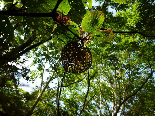 八ヶ岳201309163.jpg