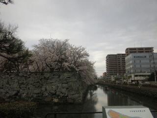 徳島中央公園堀の桜