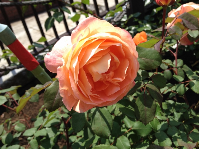 IMG_9060 (640x480).jpg