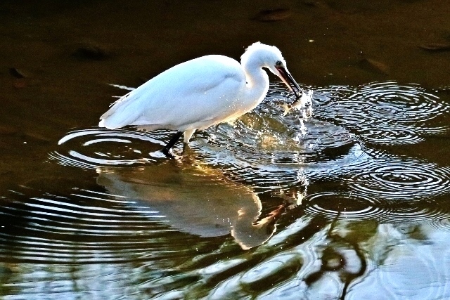 P95A2510 (640x427).jpg