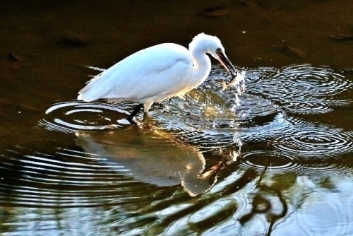 P95A2510 (640x427).jpg