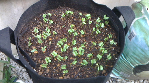 春菊と花菜のタネ蒔きと おでん大根の発芽 V ネコ様とガーデニング 楽天ブログ 春菊と花菜のタネ蒔きと おでん大根の発芽 V ネコ様とガーデニング 楽天ブログ