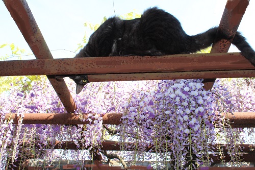 フジの花と猫 (21).JPG
