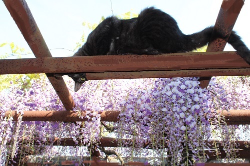 フジの花と猫 (21).JPG