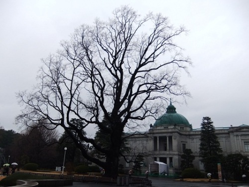 ゆりの木＠東京国立博物館１20120207.JPG