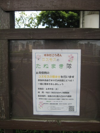 皐月め組総見の日 203.JPG