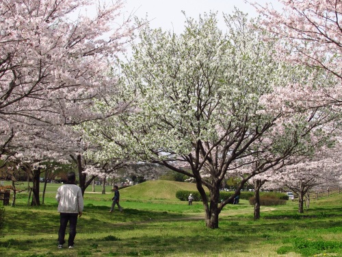 桜満開（七瀬川公園）9415.jpg