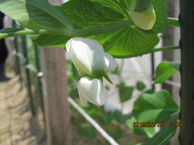 IMG_2626.JPG