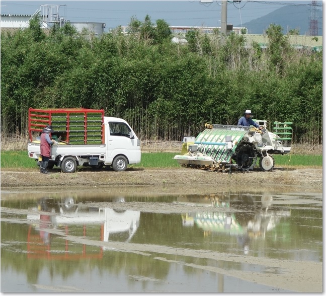 30夫婦で田植え