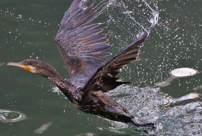 P95A0374 (800x540).jpg