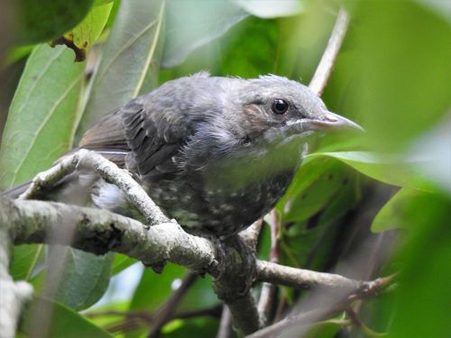 ヒヨドリの若鳥 のん木ぶろぐ 楽天ブログ