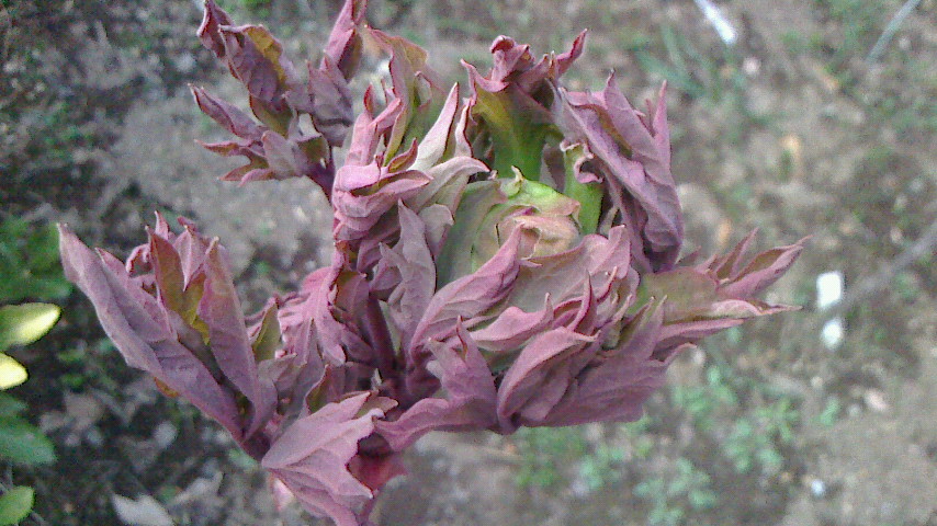 NEC_0525.JPG
