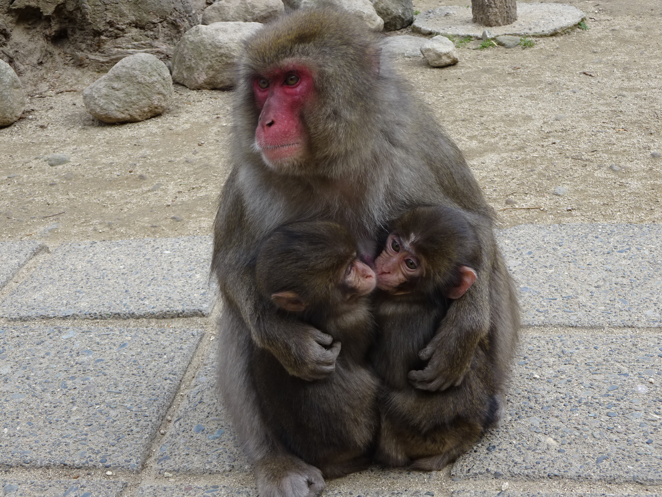 カラオケ どちらがママ似？ (2).JPG