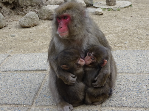 カラオケ どちらがママ似？ (2).JPG