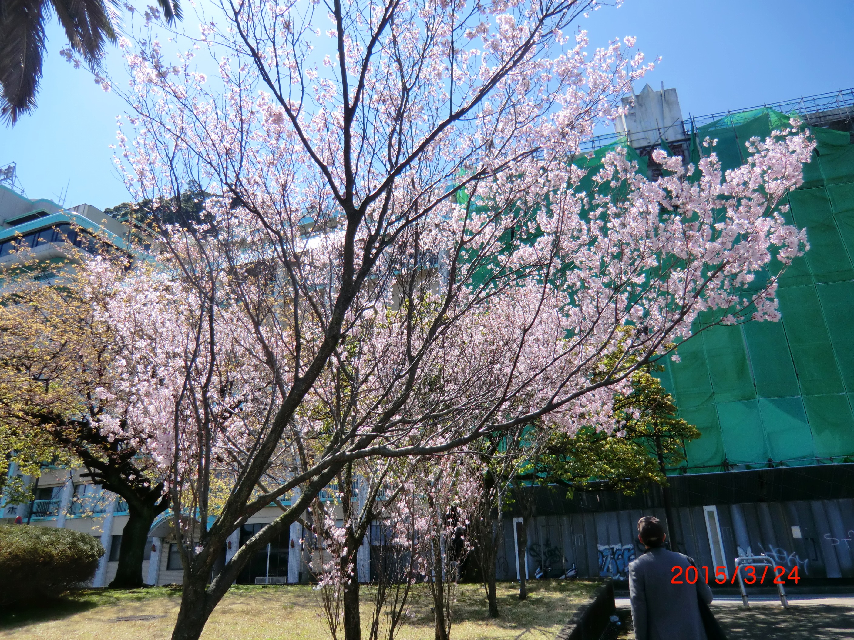 １５－３－２８桜 005.JPG