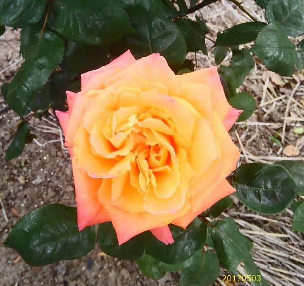 薔薇1220170503.jpg