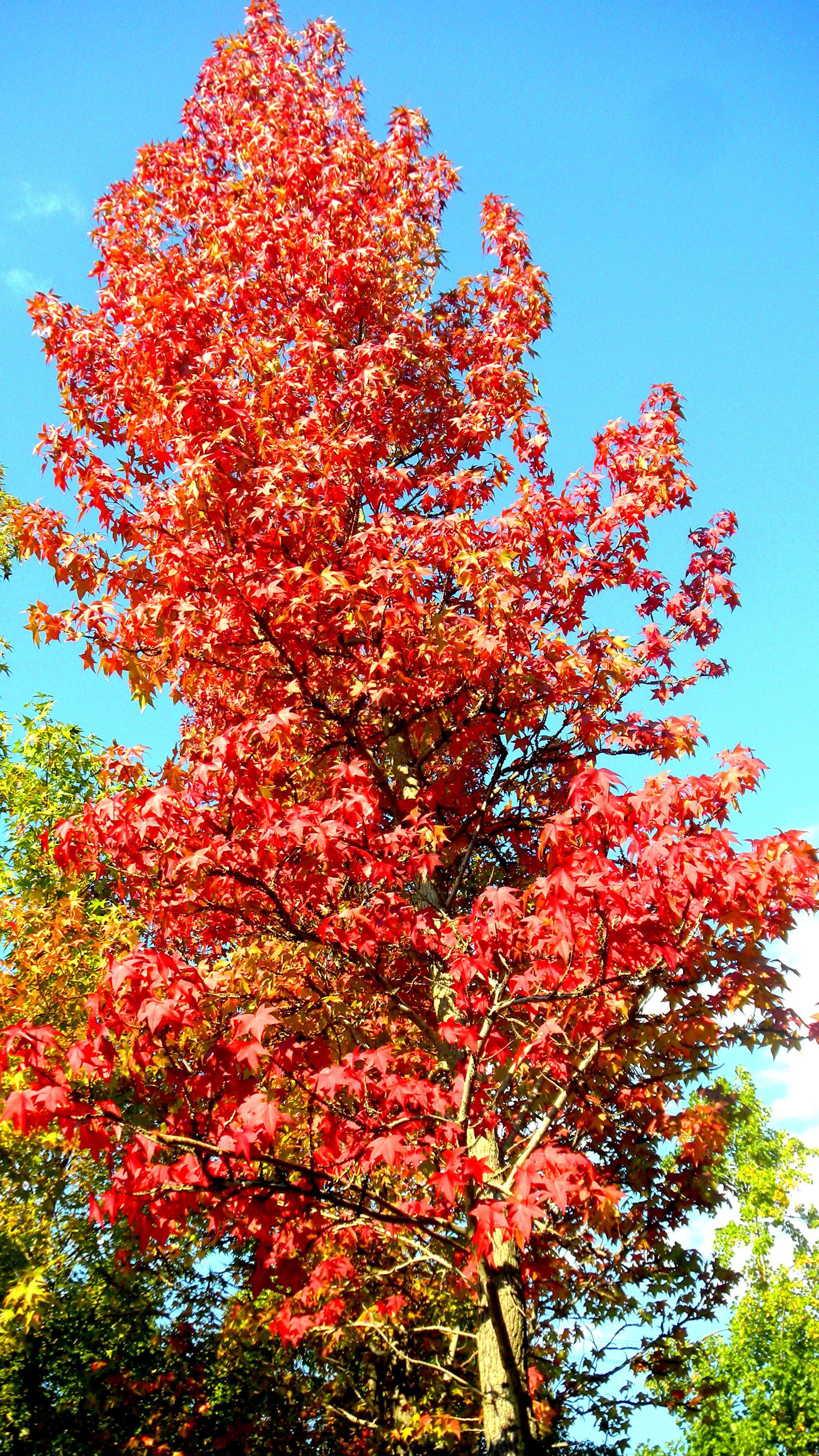 19紅葉 (4)(V.2012_10_26__10_47_51).jpg