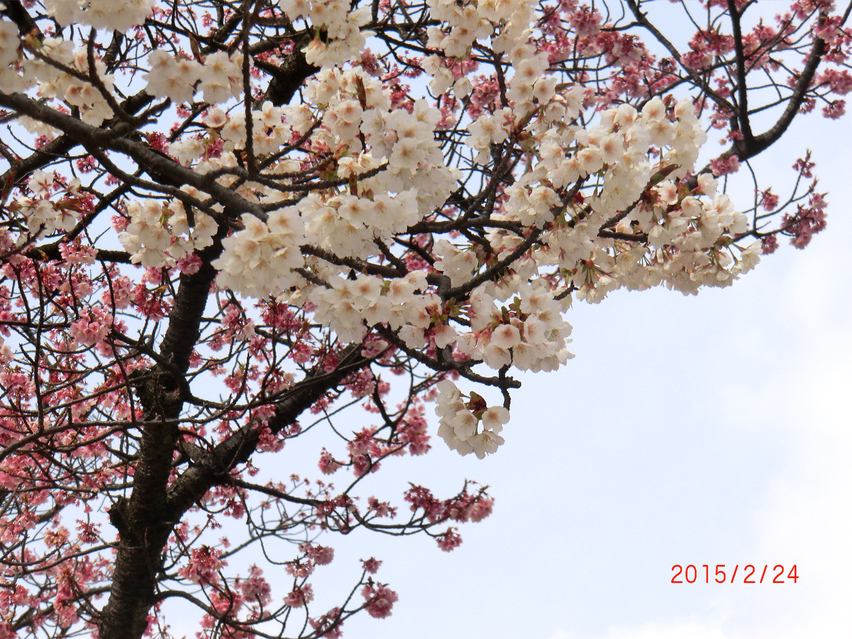 桜15-2-25 011.JPG