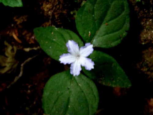 高尾山で出合ったイナモリソウの花 変種のホシガタイナモリソウにも出合うことができました しろうと自然科学者の自然観察日記 楽天ブログ