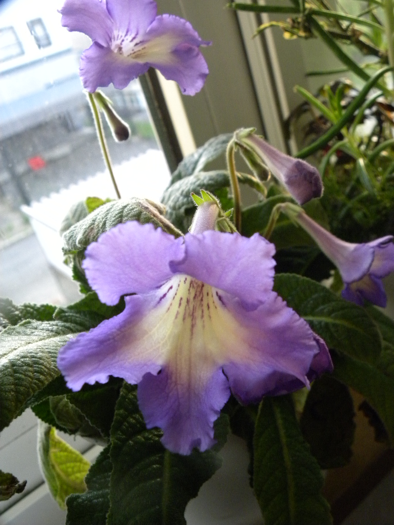 DSCN5498.JPG