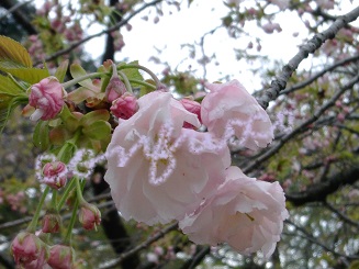 sakura 2015 ichiyou.jpg