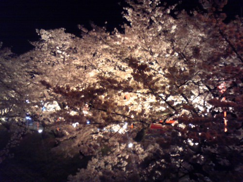 夜桜　2