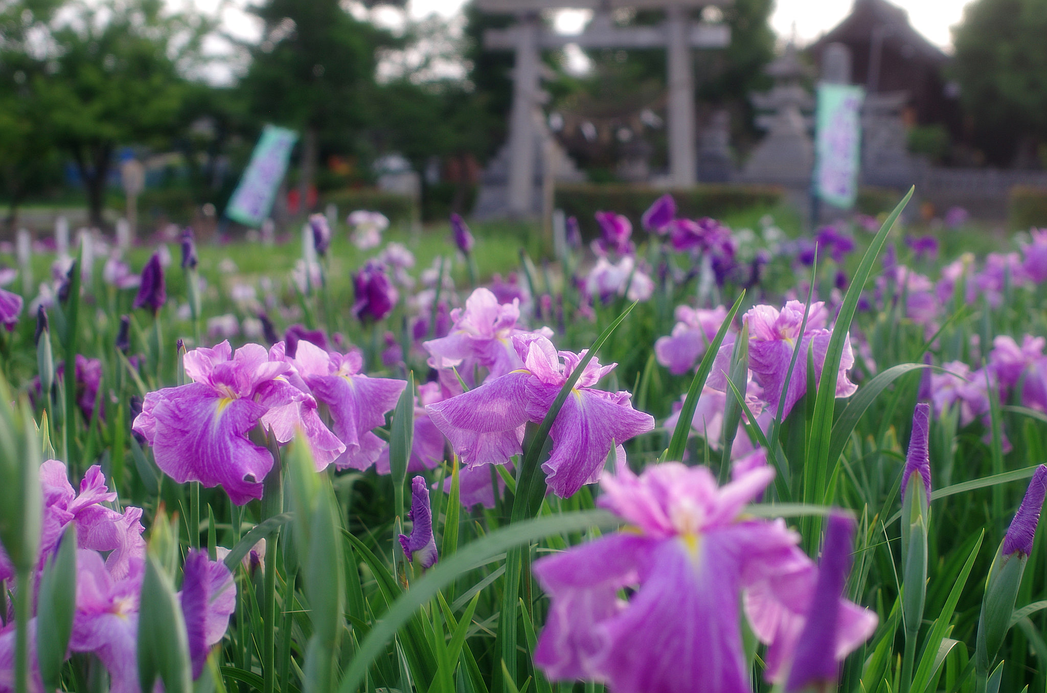 一宮花しょうぶ(9).jpg