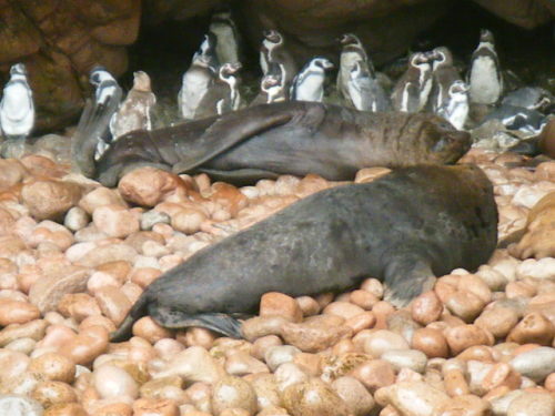 バジェスタ島 あざらしとペンギン(12).JPG