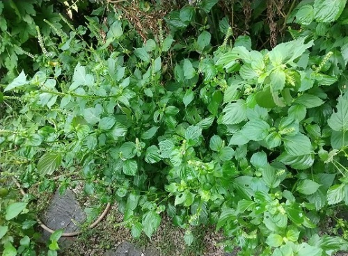 穂紫蘇 シソの花 が咲き始めました V ネコ様とガーデニング 楽天ブログ