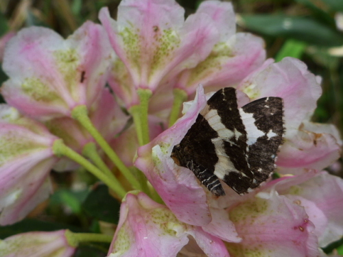 笠ケ岳の生き物201307114.jpg