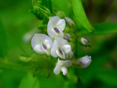 スズメノエンドウの花 草丈や花がカラスノエンドウより小さいので カラス 烏 に対してスズメ 雀 の名を付けたそうです しろうと自然科学者の自然観察日記 楽天ブログ