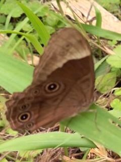 草にジャノメチョウ2017