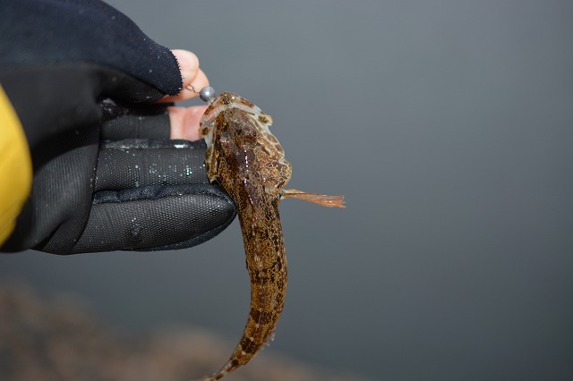 showPhoto (640×426)