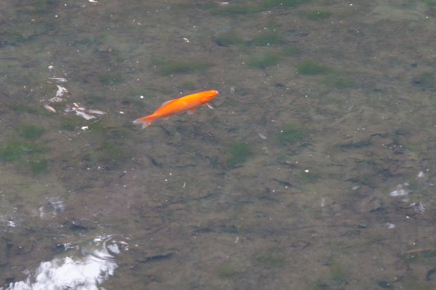 _DSC3089.JPG