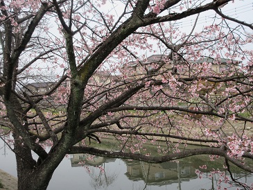 21.桜.jpg