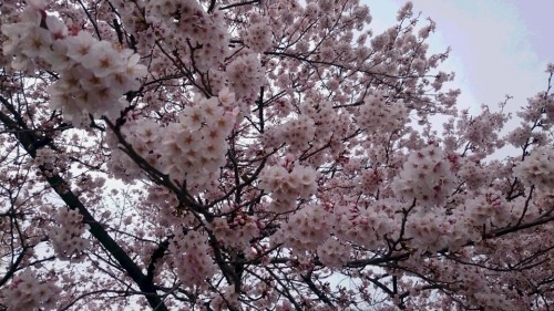 2016桜3.JPG