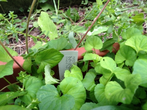 IMG_9199 (640x480).jpg