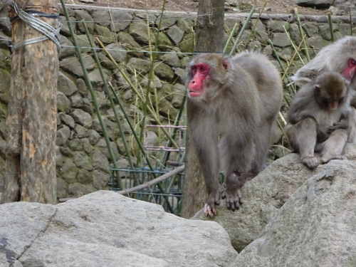 ナンチュウの恋 (5).JPG