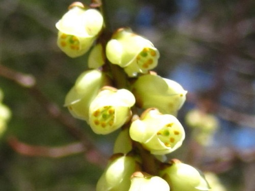 穂状花序が垂れ下がって咲くキブシの花 3月下旬の高尾山 その7 しろうと自然科学者の自然観察日記 楽天ブログ