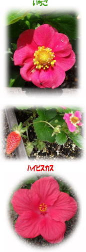 120702いちごとハイビスカス.jpg