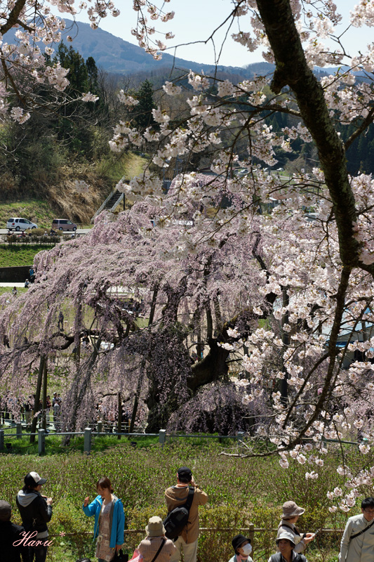 0428滝桜６.jpg