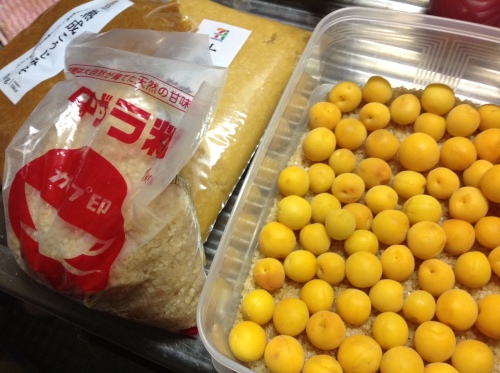 梅味噌づくり.jpg