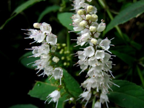 シモバシラの花 秋の静岡県富士宮市での自然観察 その9 しろうと自然科学者の自然観察日記 楽天ブログ