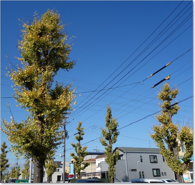 19黄葉する街路樹