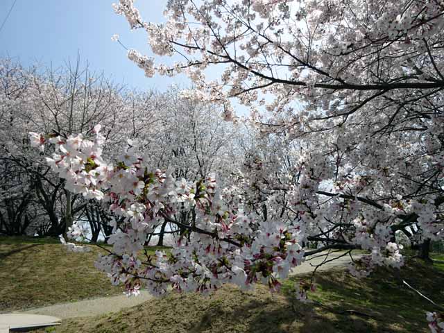 杵築・粟島公園 (36).JPG