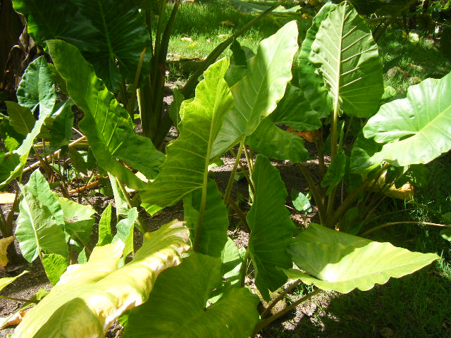 グアム旅行 リナラカルチャーパーク (3).JPG