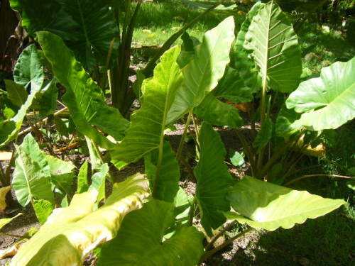 グアム旅行 リナラカルチャーパーク (3).JPG