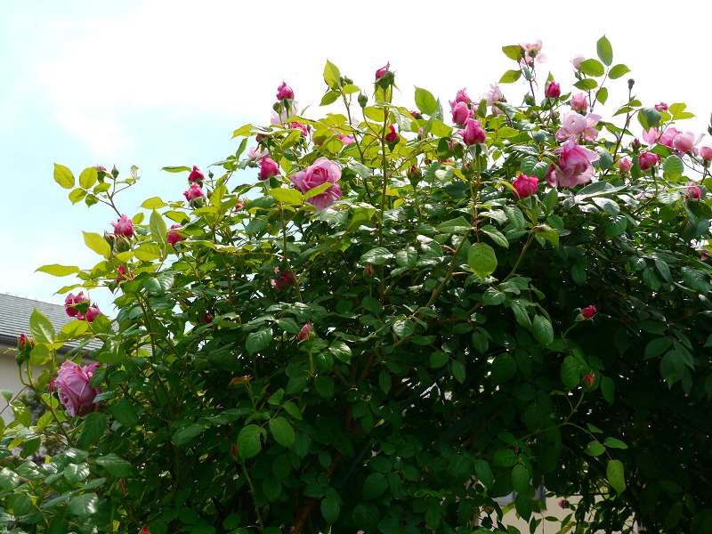 去年のバラたち3.jpg