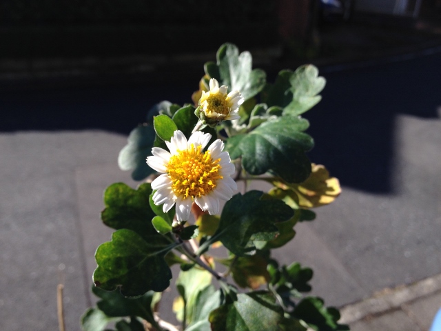 IMG_2574 (640x480).jpg